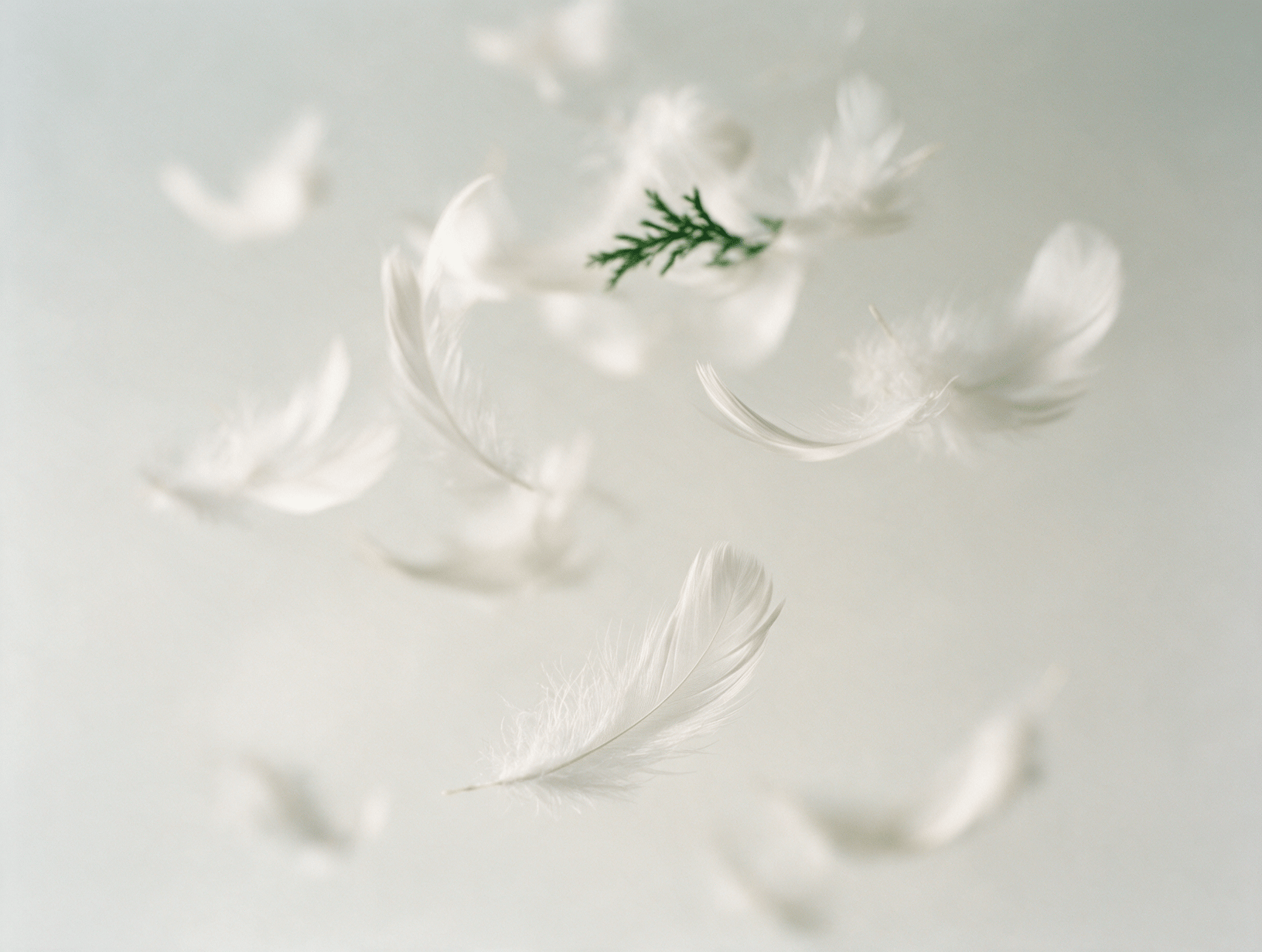 Soft white feathers floating on a pale background