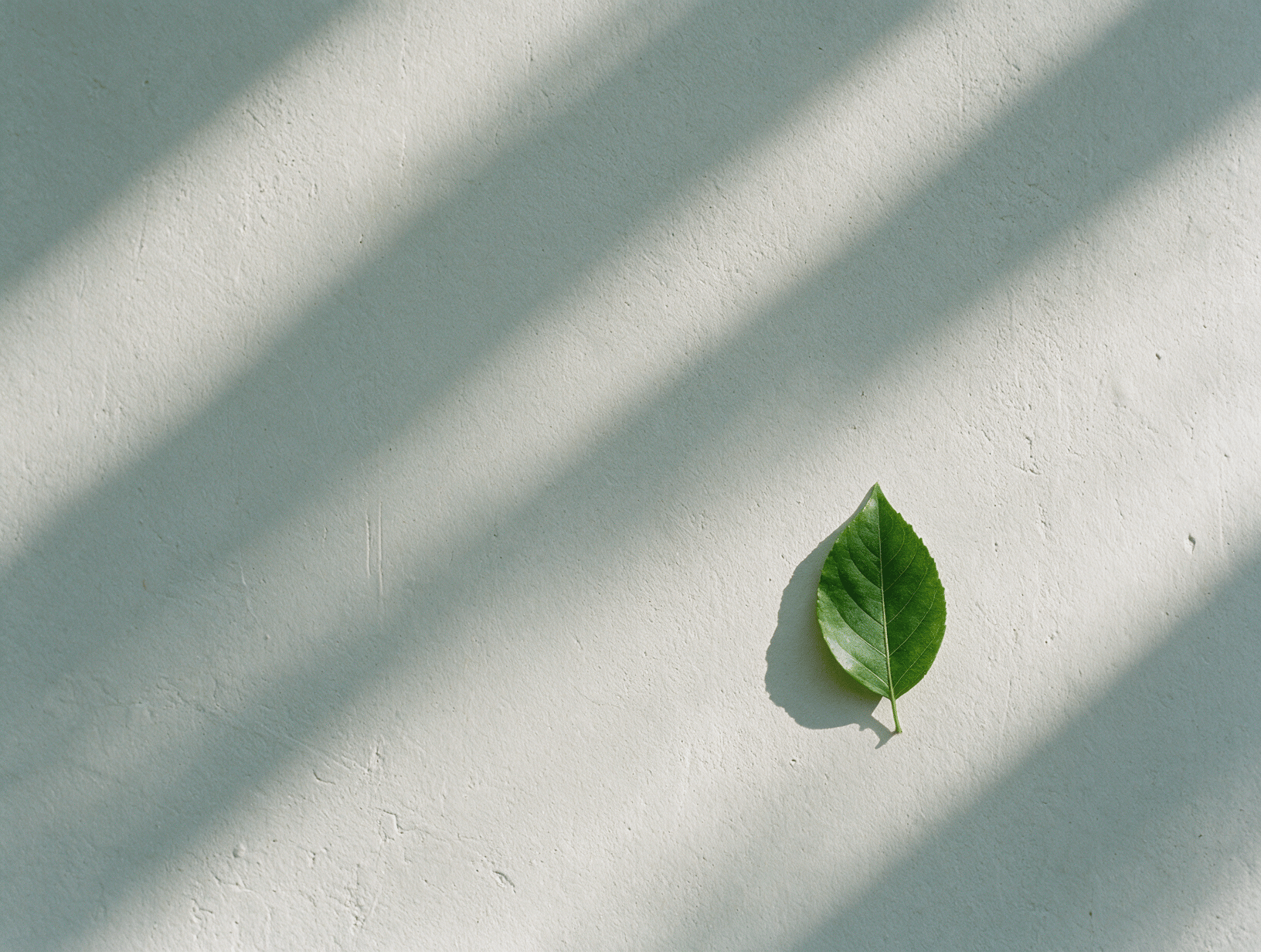 A pale grey plaster wall with soft shadows and a green leaf
