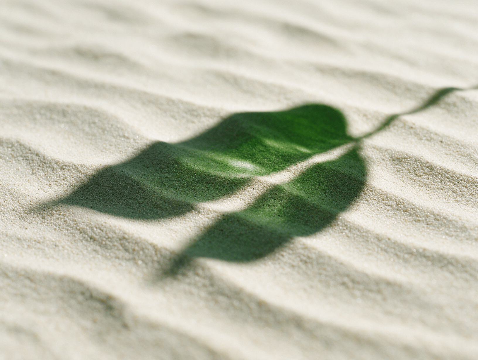 Pale sand with soft wave patterns and a leaf shadow